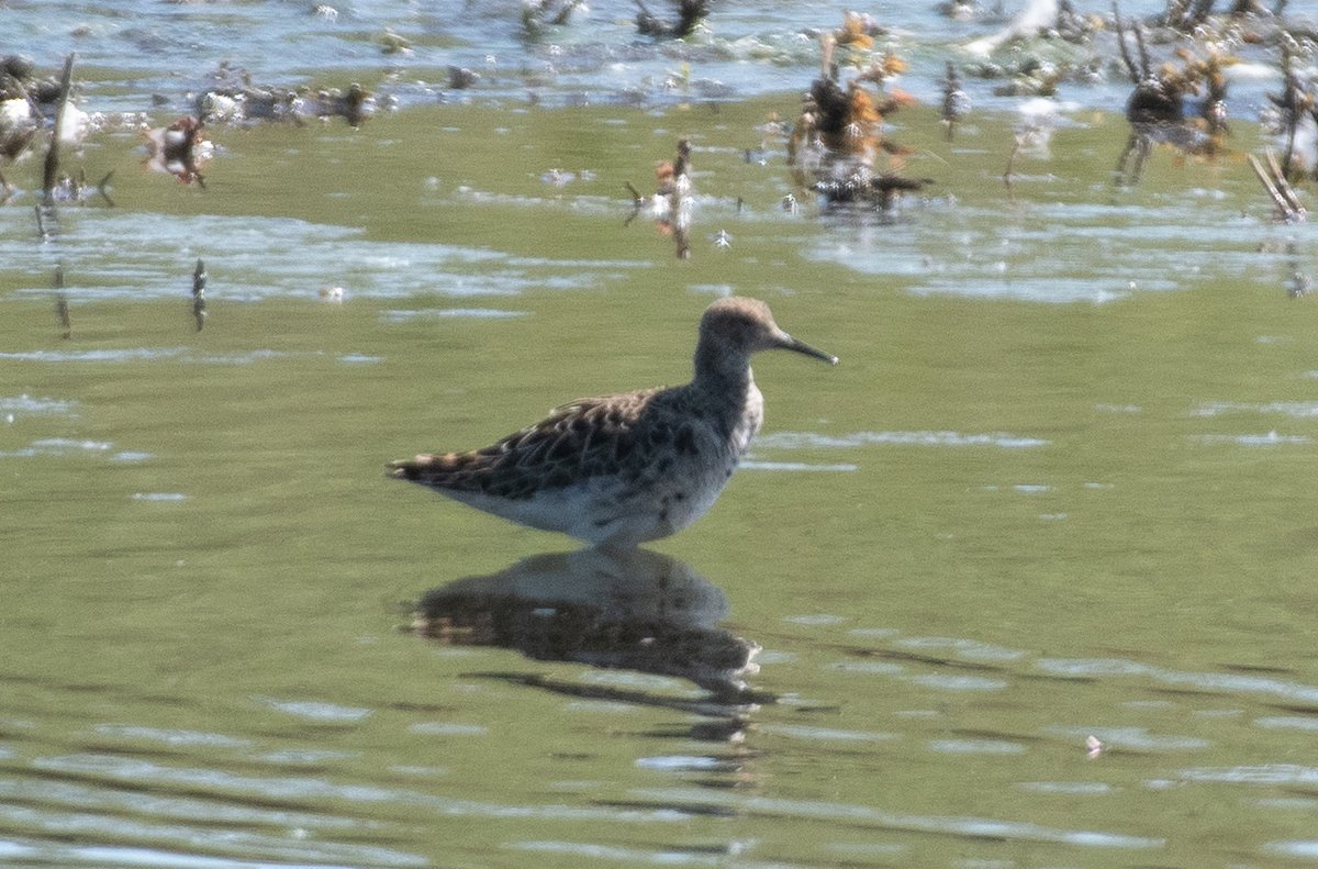 NeilCalbrade's tweet photo. The Nunnery Lakes flood just keeps giving at the moment, this Ruff this lunchtime was my 3rd Lakes tick in 10 days and now puts me on a tantalising 199 species for the reserve... https://t.co/me1pXsHoAM