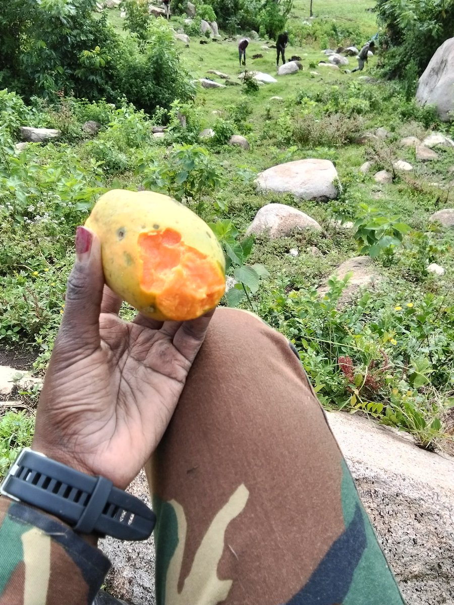faithchepleting's tweet image. Just a pawpaw in the field but it says everything about why conservation matters.

Fresh, natural, and straight from healthy ecosystems 

Protect nature. It provides. 

#Conservation #Sustainability #Nature #ClimateAction