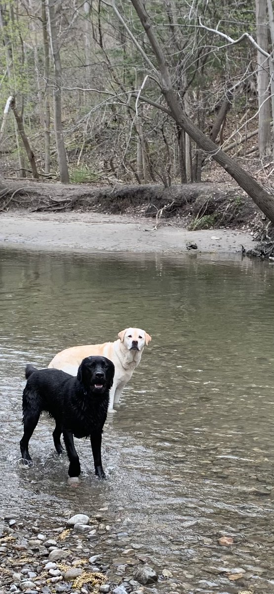 janetsomerville's tweet image. Friday morning in #Toronto with #PuckAndMartha. 
It's May &amp;amp; feels like November.
