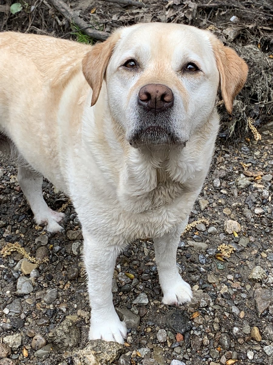 janetsomerville's tweet image. Friday morning in #Toronto with #PuckAndMartha. 
It's May &amp;amp; feels like November.
