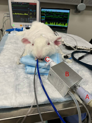WorldLagomorph's tweet photo. Heated anesthetic circuits helped anesthetized New Zealand white rabbits maintain higher body temperatures vs nonwarmed circuits, reducing peri-anesthetic hypothermia risk. A tool to improve rabbit anesthesia care.
https://t.co/WsKJrzk54z https://t.co/RO2ZVdI8qj