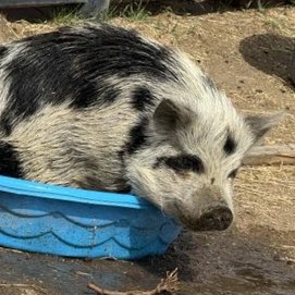 Princess Pig 💅 tweet media