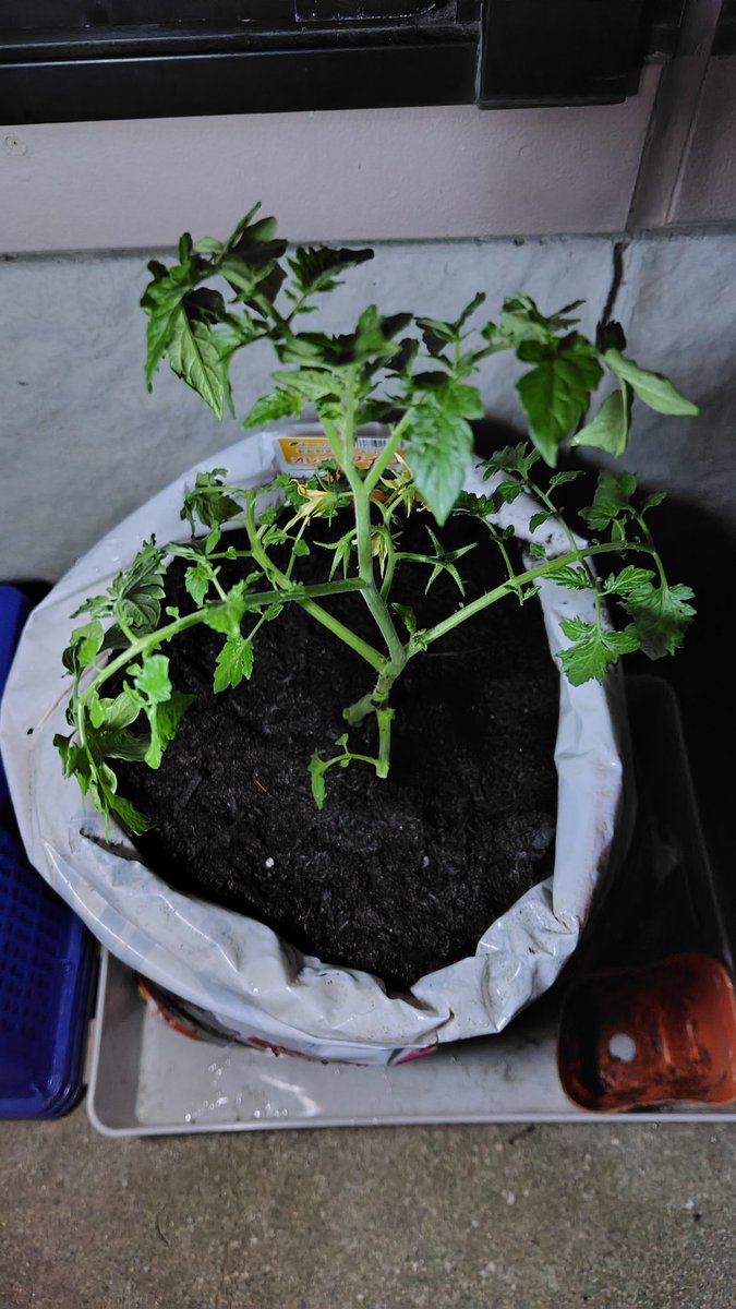 tk4ok333's tweet photo. 遅いので植え付けだけ済ませる。細かい調整はまた明日。品種はオレンジアイコ。100個は採りたい。
#全国一斉トマバ祭り https://t.co/wEvmaY3N39