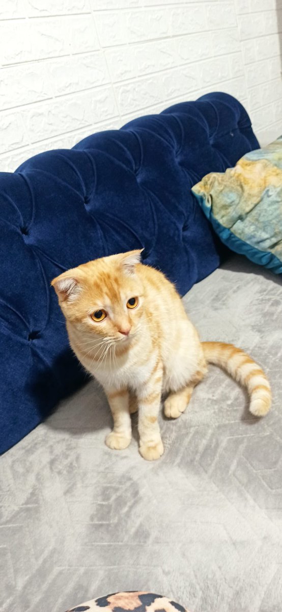 ADANA CİNS KEDİ - ACİL YUVA 🆘
Adı Maviş, erkek , 1 yaşında. Sahibi evlenip şehir dışına çıktı , annesi alerji sebebiyle sahipledirmek istiyor. Kedi zaten gezip geliyormuş kaybolmadan hemen yuva bulmalıyız.Kısırlaştırma ve çip şartım vardır. Şuana kadar iyi şartlarda bakılmamış,