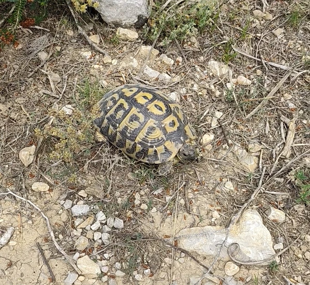 xabivilar's tweet image. Última salida antes de la barbaridad del domingo. También me crucé con una vieja amiga. La tortuga Cornelia 🤣
#olivella #home #hiking #hikingadventures #cornelia #tortuga #domingo #7cims #56km