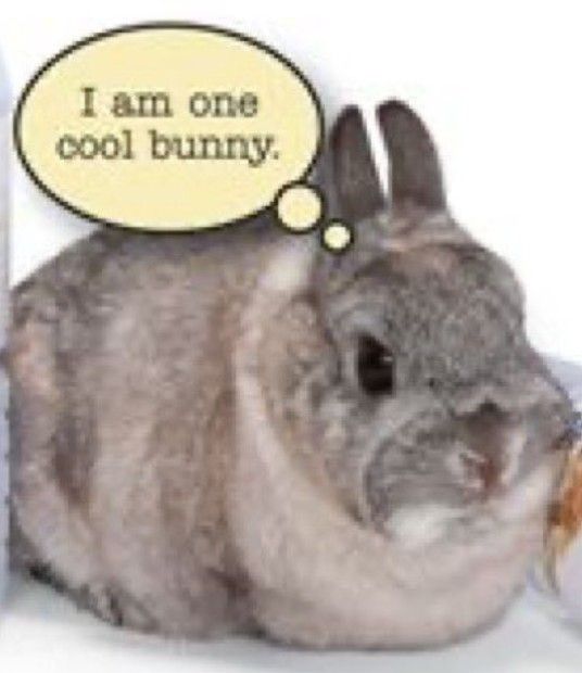 Cutes Animals tweet media