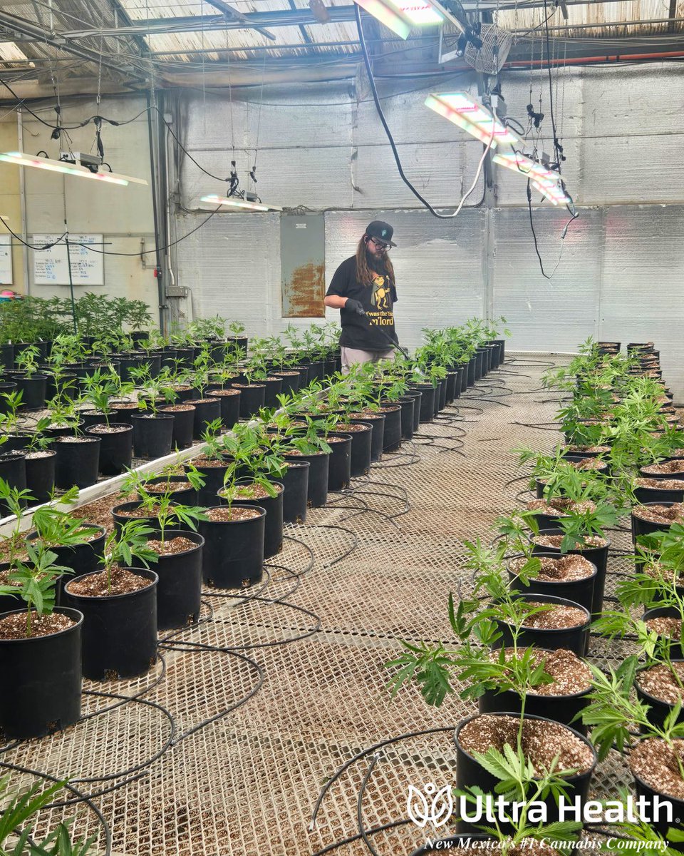 UltraHealthMC's tweet photo. Clone gang, assemble! 💪 

Manny, Ron, Matt &amp; Eddie putting in the work so the shelves stay stacked. 

This is what being New Mexico's #1 looks like behind the scenes 🏆🔥 

#UltraHealth #NewMexico #Greenhouse #cannabis https://t.co/6AY075eeKB