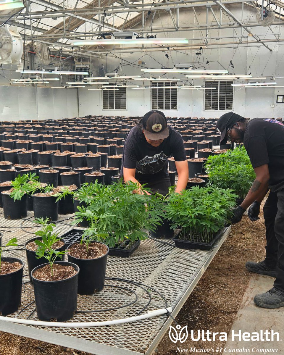 UltraHealthMC's tweet photo. Clone gang, assemble! 💪 

Manny, Ron, Matt &amp; Eddie putting in the work so the shelves stay stacked. 

This is what being New Mexico's #1 looks like behind the scenes 🏆🔥 

#UltraHealth #NewMexico #Greenhouse #cannabis https://t.co/6AY075eeKB