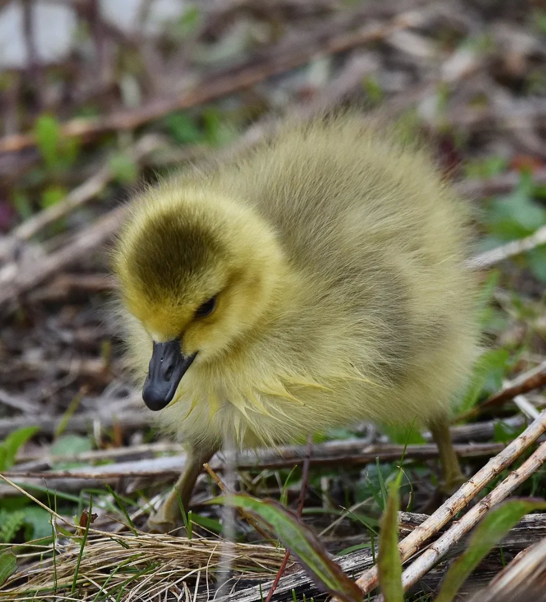 haileygrewal's tweet image. The whole world, brand new, and entirely hers 🌎 #twitternaturecommunity #naturephotography #birding