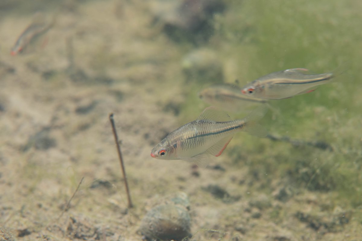 Acheilognathus tweet media