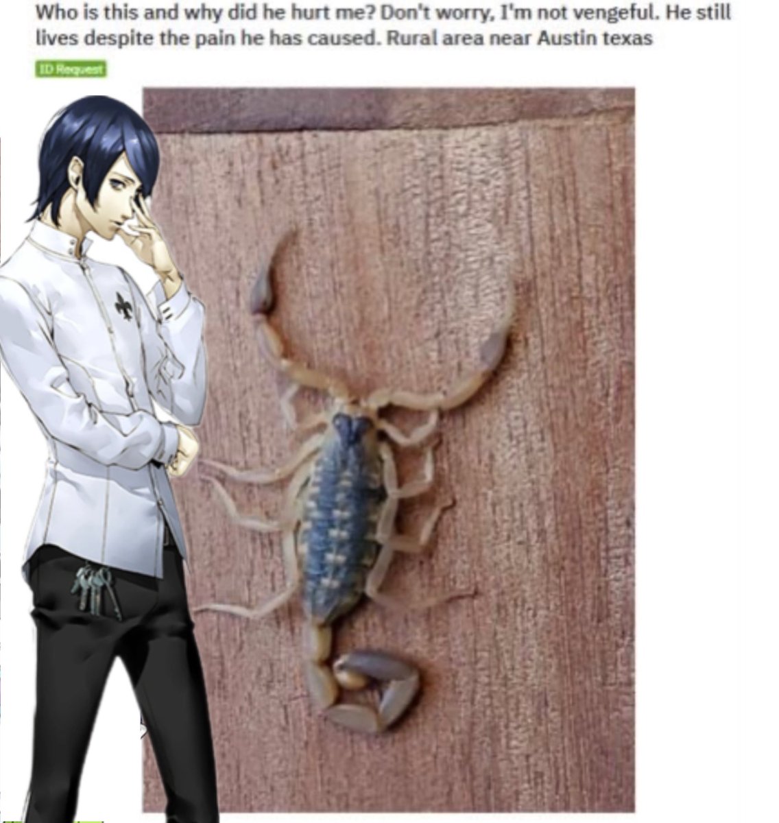 maple tweet media
