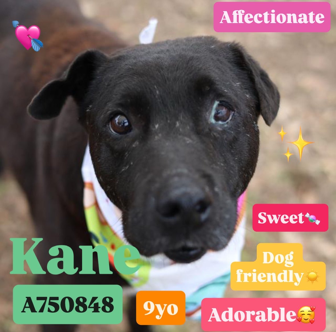 _taysmyoxygen1d's tweet image. 🆘 AFFECTIONATE, INJURED BLACK TO BE KILLED TODAY 5.1 BY #SANANTONIO ACS #TEXAS‼️

KANE 💛#A750848
9yo M, 46lb

He slowly comes over &amp;amp; nudges his
nose into staff’s hand for continued affection🥰

🚨lameness on L pelvic leg, mod mucoid eye discharge