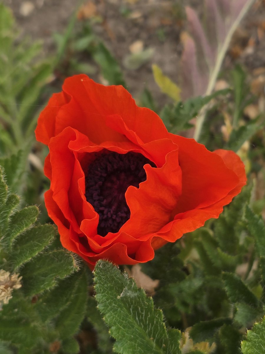 katerina7711's tweet image. First ##oriental #poppy at the #allotment this year! #stunning #orange #flowers #gardening #gyo #oneofmyfaves 🌸🌸