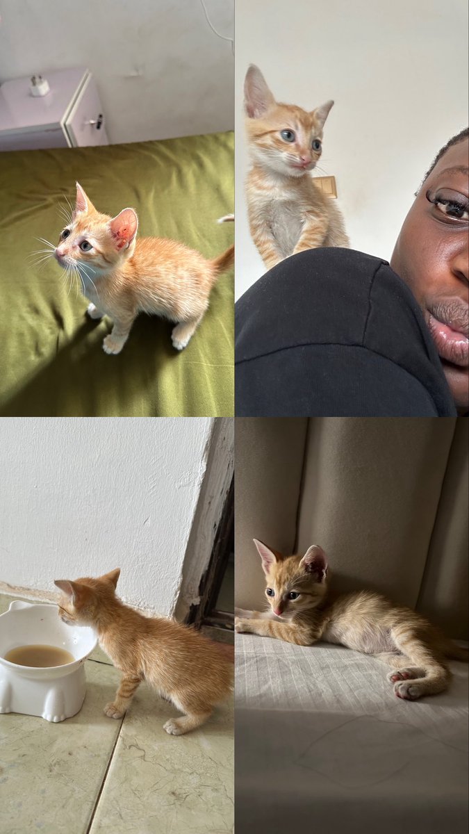 Oluwatoyin| UI Designer tweet media