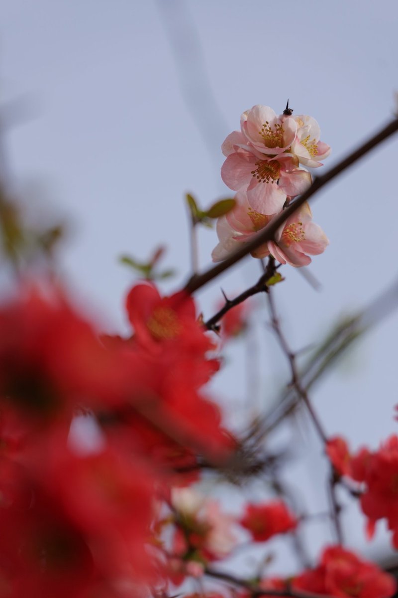 taypdog_photo's tweet image. 今日はちょっと距離ある通勤で疲労していたのでお散歩なし

去年、カメラを買ったばかりの時のJPEG撮って出し
この中に1枚、Galaxy S24 Ultraがいる

＃LUMIX
＃S5M2
#GalaxyS24Ultra