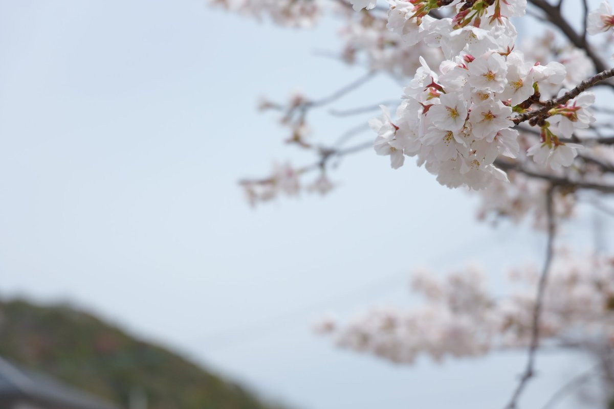 taypdog_photo's tweet image. 今日はちょっと距離ある通勤で疲労していたのでお散歩なし

去年、カメラを買ったばかりの時のJPEG撮って出し
この中に1枚、Galaxy S24 Ultraがいる

＃LUMIX
＃S5M2
#GalaxyS24Ultra