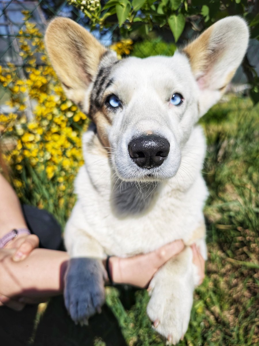 MorriganGoddess's tweet photo. První máj, je lásky čas! ❤️
Pusinky mohutné a každoroční Maui na Lvího krále 🥰😀 ❤️ ❤️ ❤️ 
Lásku všem liškám a jejich lidem nejen dnes❤️ https://t.co/0VTfTizADi