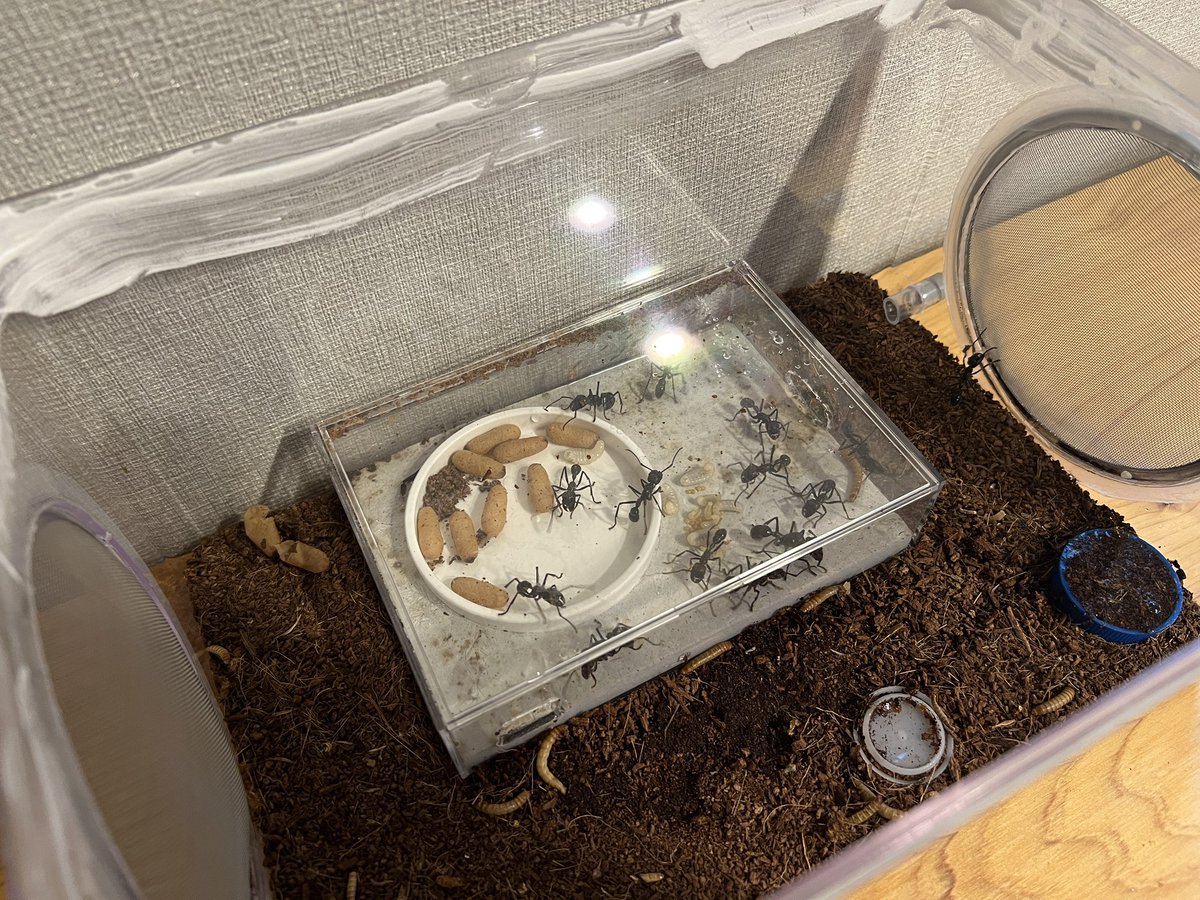 あんつべ(ants base label) tweet media