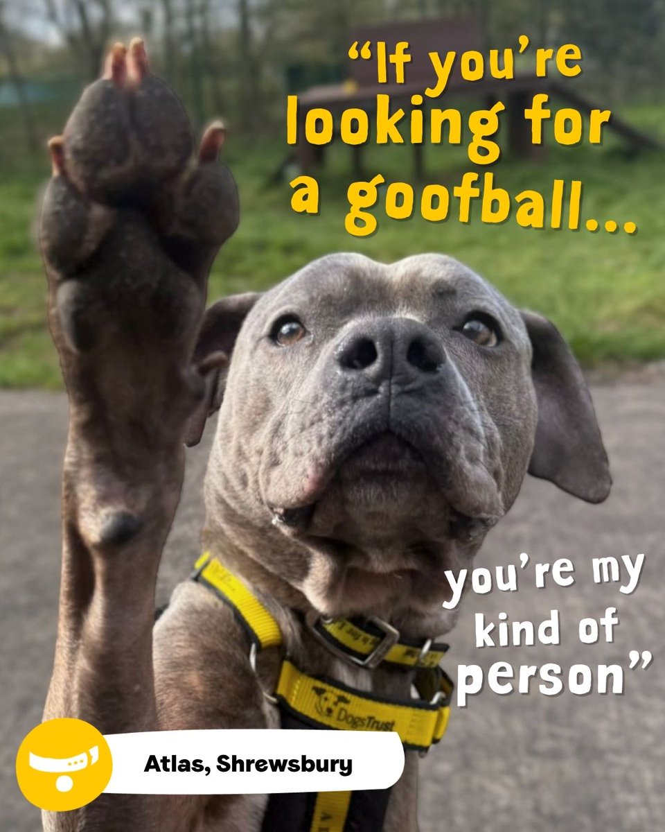 Do a good deed today and share this post to help adorable Atlas 💛 

Sunshine loving, snack loving and full of energy, Atlas is a wonderful boy who needs adopters to take the time to get to know him.

Atlas is at <a href="/DT_Shrewsbury/">DogsTrust Shrewsbury</a>📍
bit.ly/48ypUUR