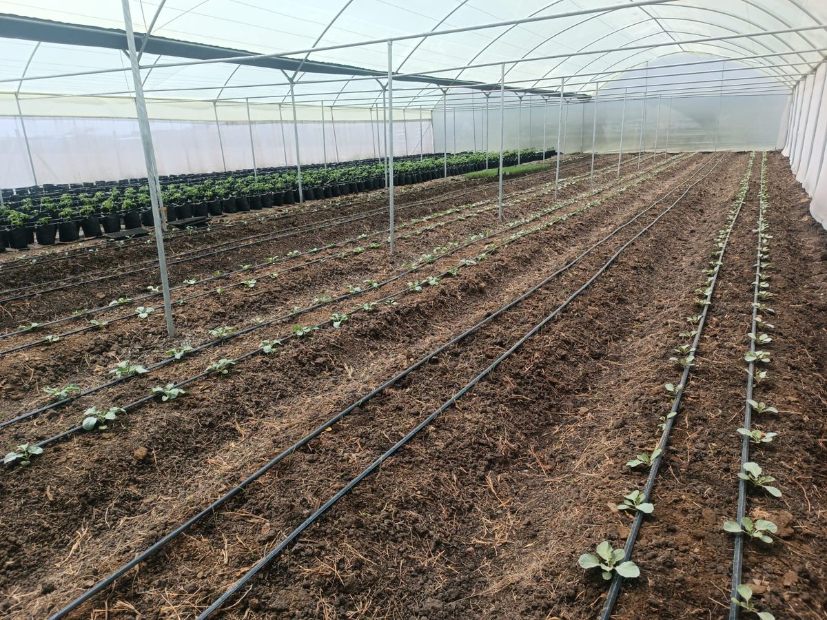 chokod08's tweet photo. Kenyan farmers, boost your harvest with quality greenhouses, drip irrigation, shade nets, dam liners and agronomy support from Hortitechno Greenhouses.

Visit: https://t.co/rN781Dpzl5

#HortitechnoGreenhouses #GreenhouseKenya #FarmingKenya #luo #millie https://t.co/K3NbH9osdj