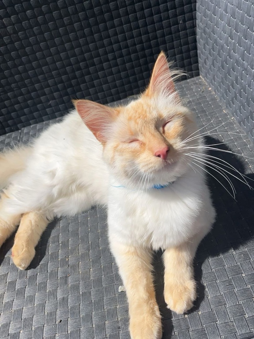 vigipets's tweet image. 🟠 🐱 Chat perdu le 19/04/2026 à Val-Couesnon (35560).
Race : Angora Turc / Âge : 3 an(s)
Bounty / Mâle / Identifié(e) : Non

☎️ 0695832779
📧  lflouann01@gmail.com

#chatperdu #chattrouve #chat #perdu #trouve