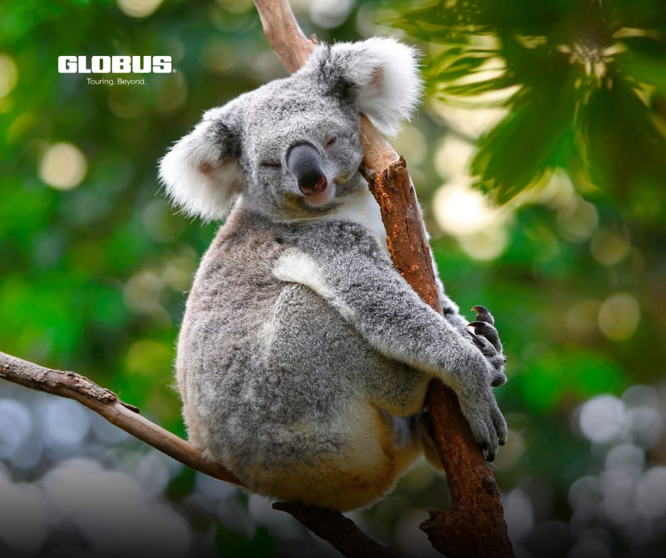 TravelWizards's tweet image. Australia Awaits

From coral reefs, sunlit rainforests, and buzzing cities, Australia is a place to be. Snorkel the Great Barrier Reef, discover hidden beaches, and take in sunsets that leave a lasting glow.

#Globus #GuidedTours #Australia  #Rainforest #BeautifulLandscapes