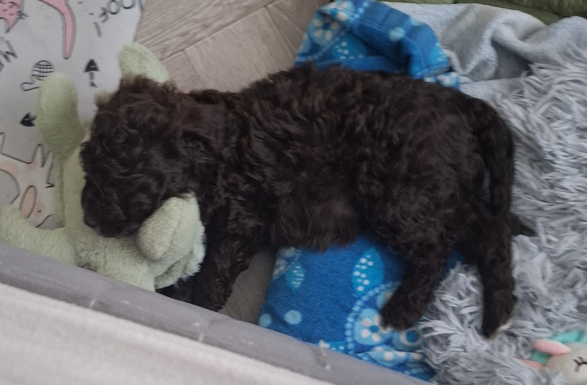 radioaplebigfan's tweet image. Using the turtle as a pillow #innovative #smart