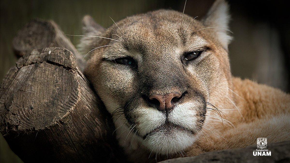 Fundacion_UNAM's tweet image. Que tengan un estupendo viernes #Pumas. 🌤️🪷 Lindo día. ✨