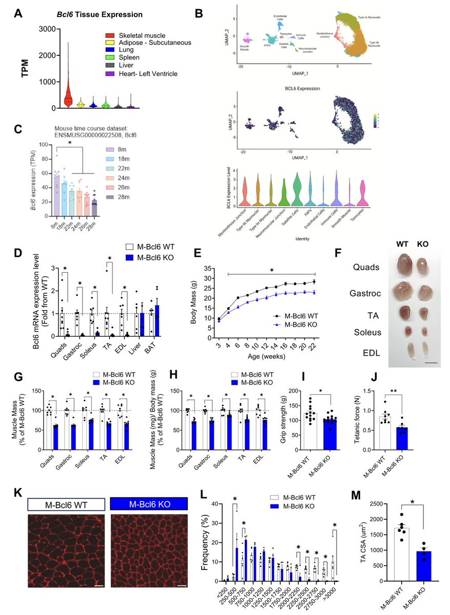 GGouspillou's tweet photo. The final version of our latest paper is now online: BCL6 regulates skeletal muscle mass and mitochondrial bioenergetics.  https://t.co/JWy30hxcnN https://t.co/g3tHG6ULbx