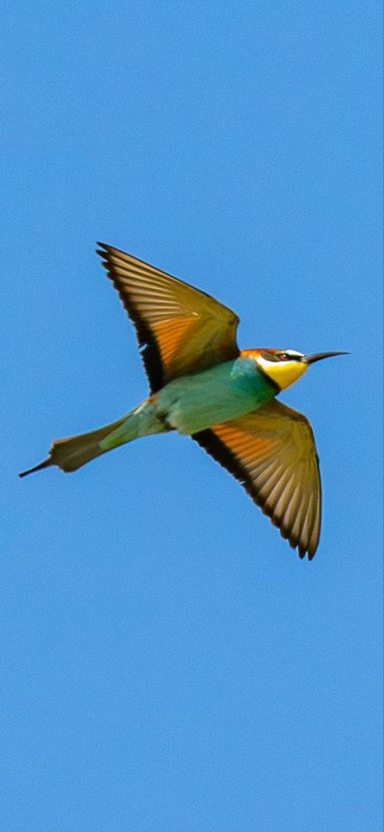 Selsey Birder tweet media