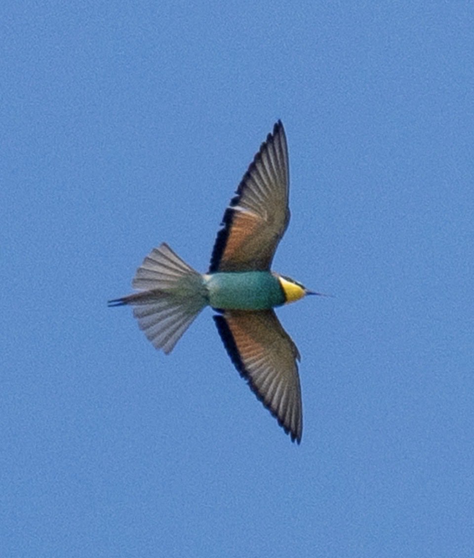 Selsey Birder tweet media