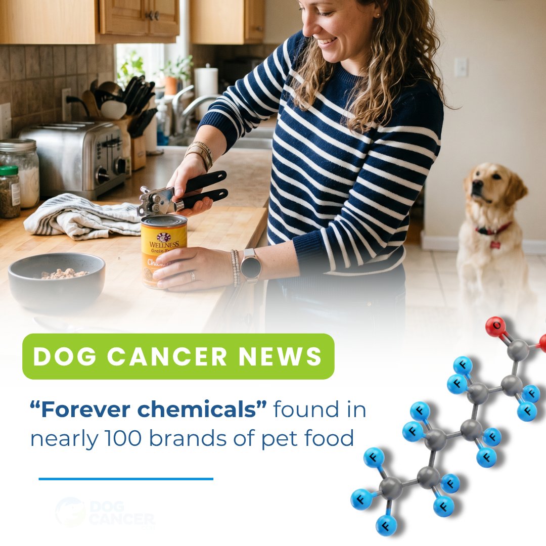 Dog Cancer Help tweet media