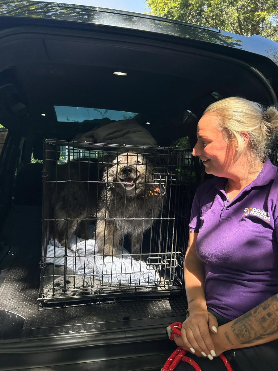 Dogs 4 Rescue tweet media