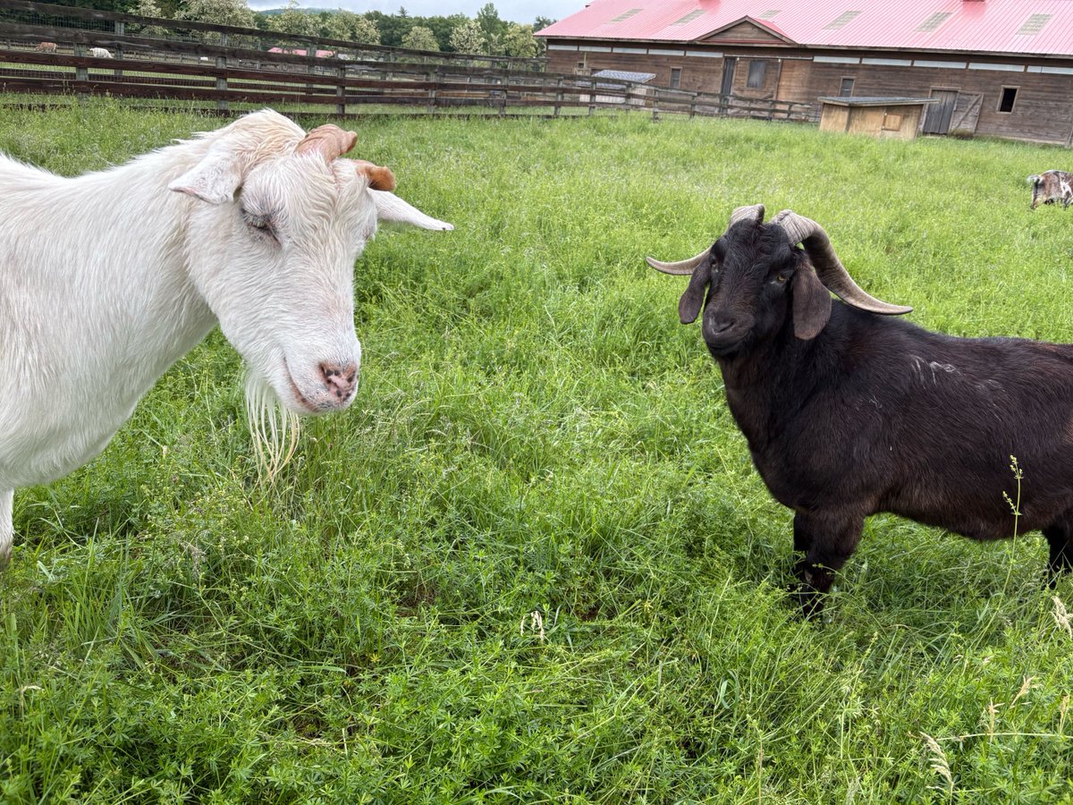 Woodstock Farm Sanctuary tweet media