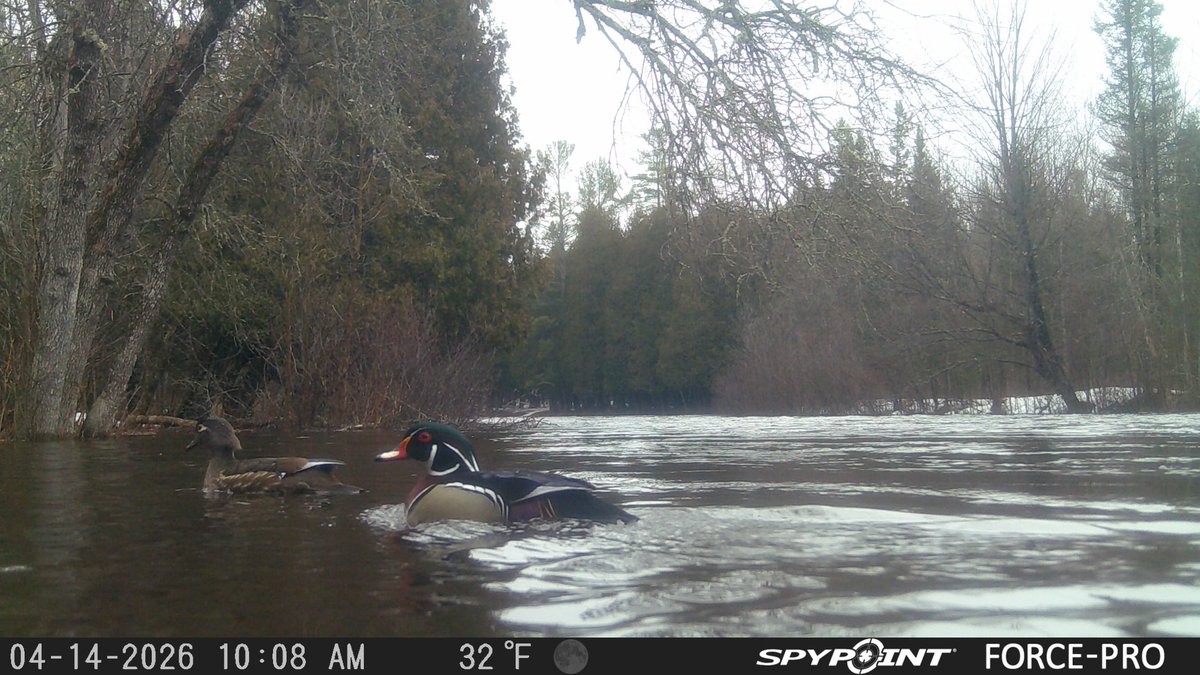 UpperMichiganOutdoors tweet media