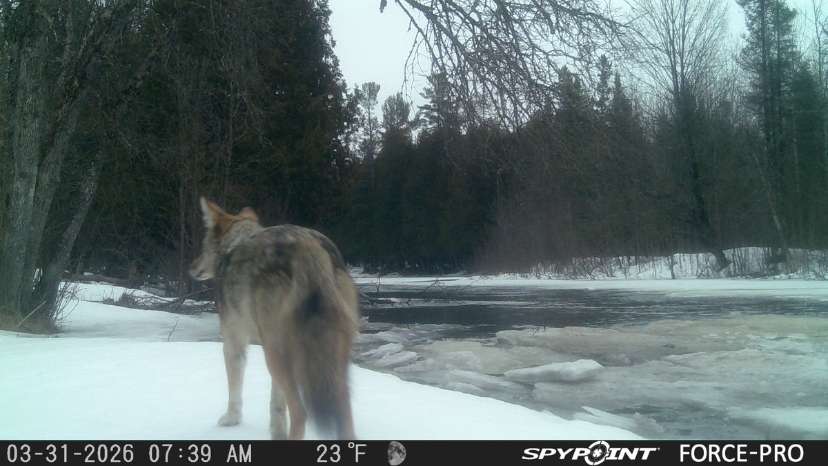UpperMichiganOutdoors tweet media