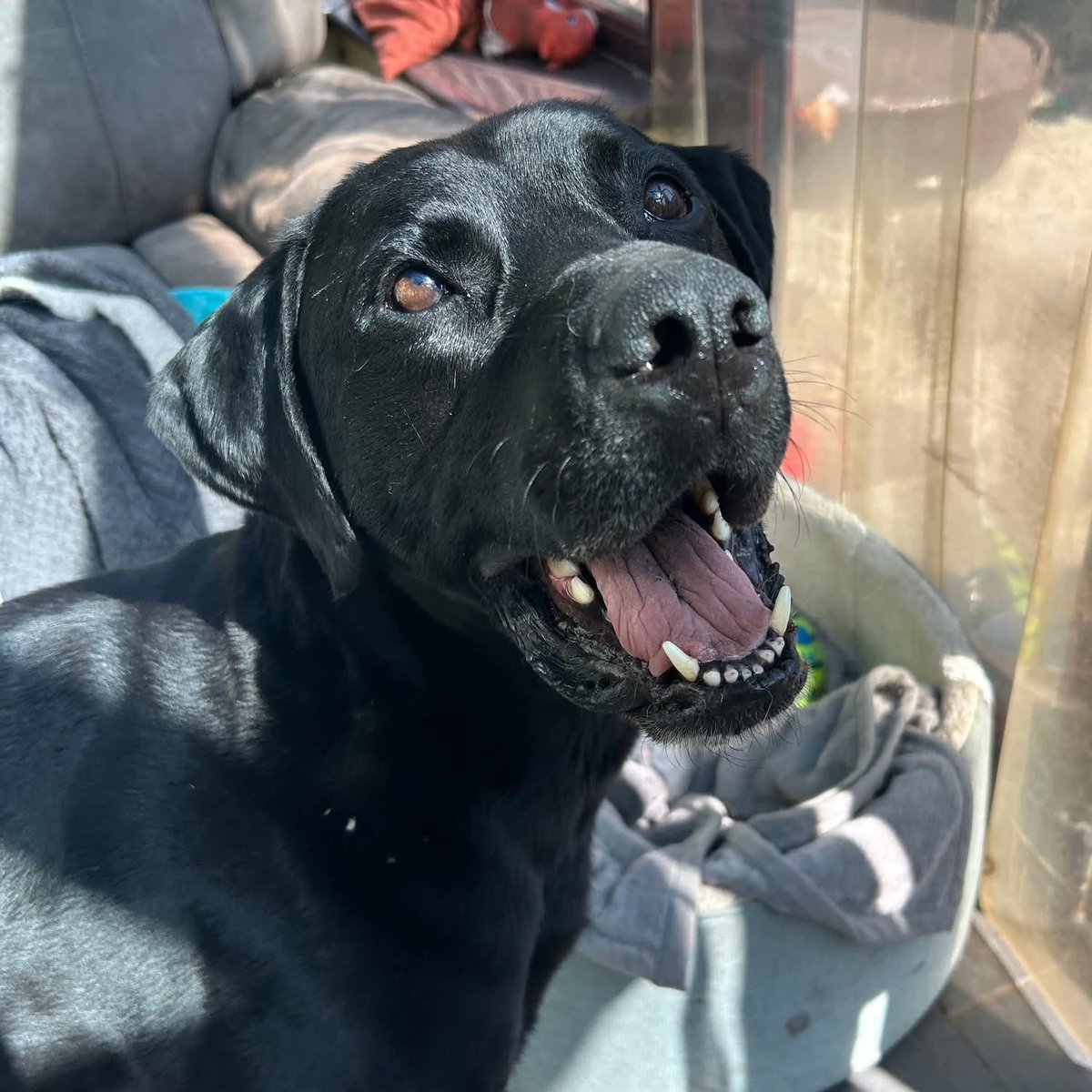 Dogs 4 Rescue tweet media