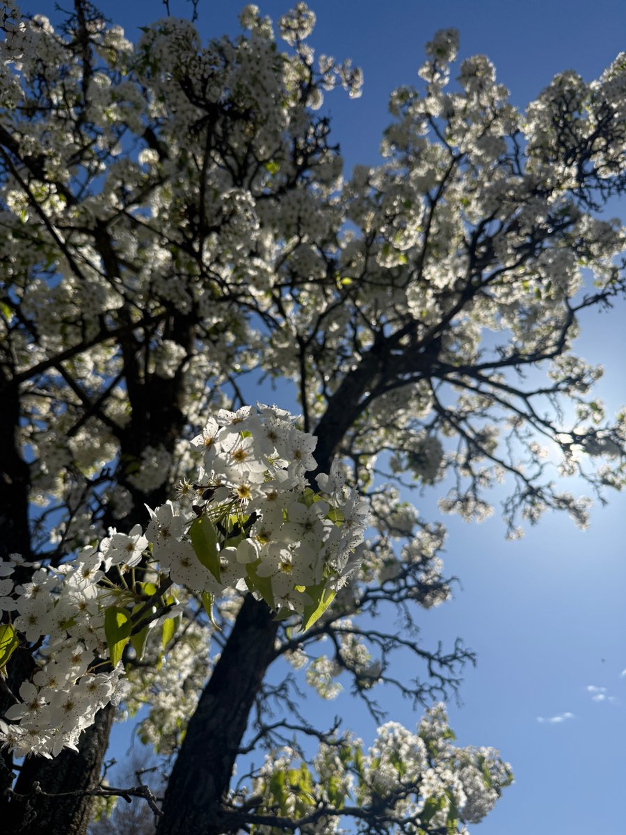 MBKCPA's tweet image. The next growing season starts here. May is where strategy starts to bloom.🌷

Read more: bit.ly/3PaNksM

#accounting #advisory #business #taxplanning #planahead