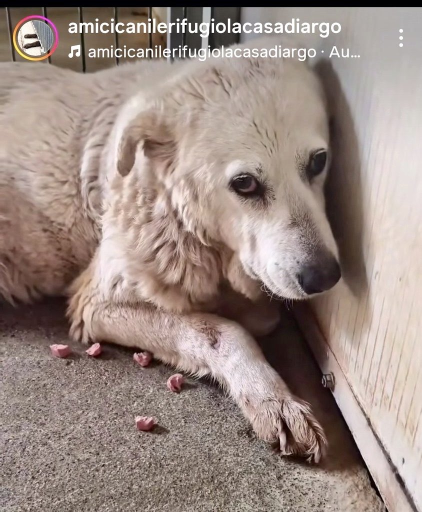 Giodri1's tweet photo. CALABRIA per amore ovunque, Bella, 8 anni di terrore: quanto ancora dovrà patire prima che un grande cuore buono la porti via con sé… Quanto⁉️🍀🆘 È spaventatissima‼️AIUTO SUBITO VERO‼️🍀🆘⬇️⬇️🔁🔁
CONDIVIDETE grazie. https://t.co/E9iFff5Con