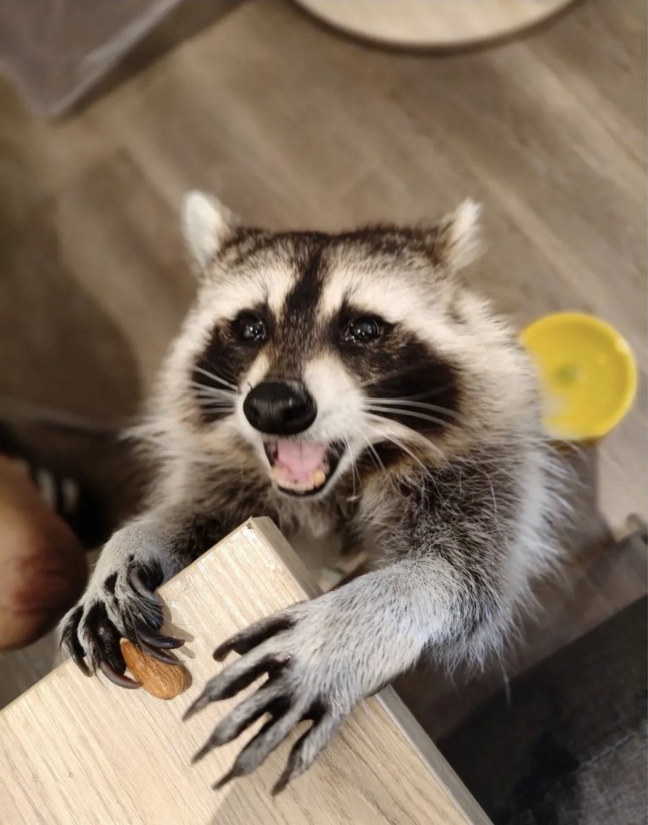 Why you should have a Raccoon tweet media