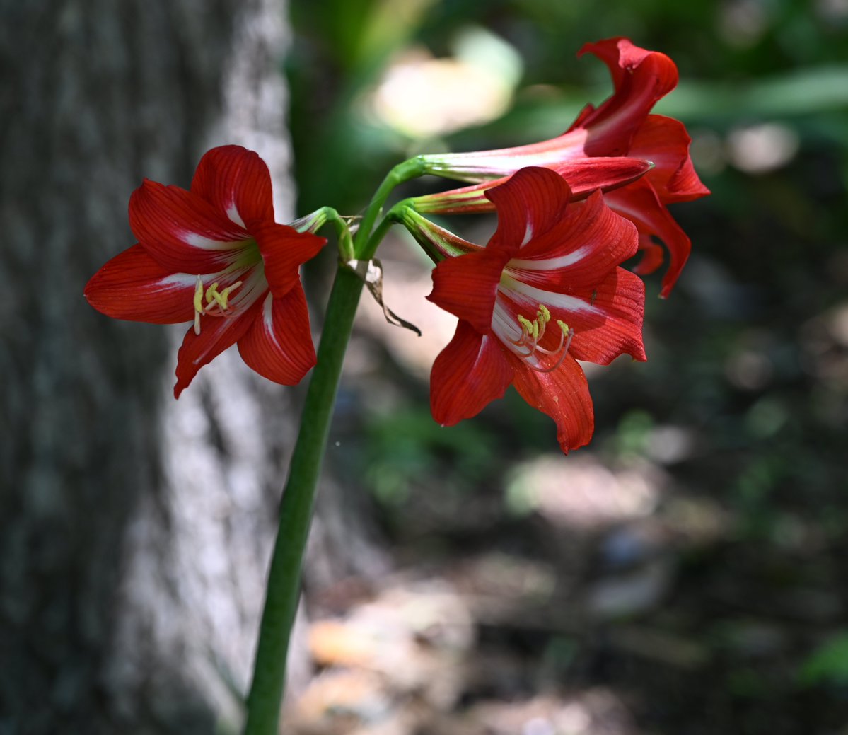 Huginn767's tweet image. Show me your flowers. 🌷

Mine says May has officially arrived.

What’s blooming where you live?

#MayDay #SpringFlowers #FridayFlowers