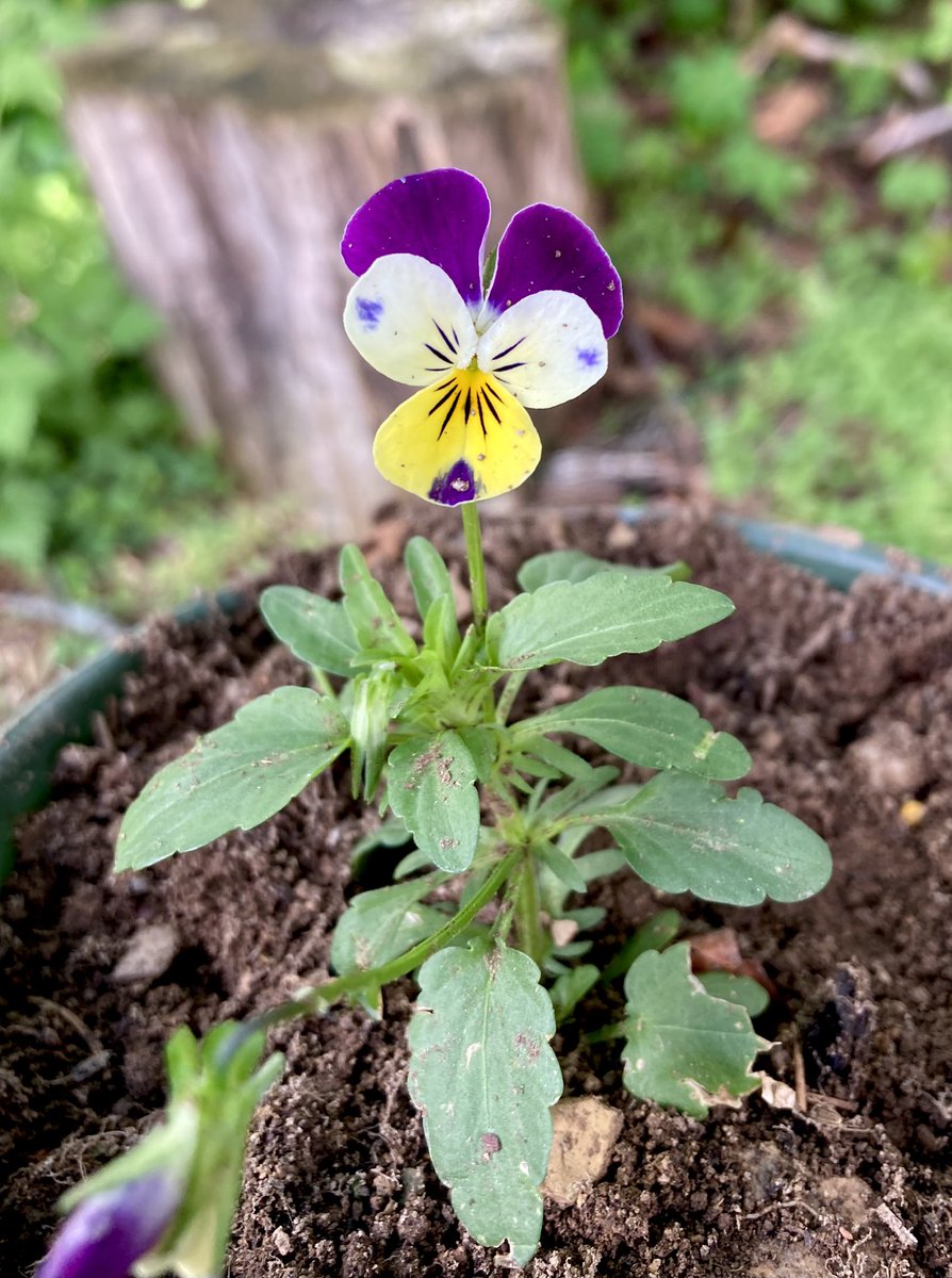 MHJGardenDesign's tweet image. Johnny Jump Ups are a great little #flower for these mild spring days. 

#wildpansy #wildflowers  #flowersonfriday