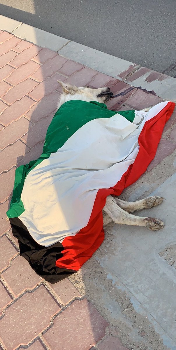 Misuki🇮🇶 tweet media