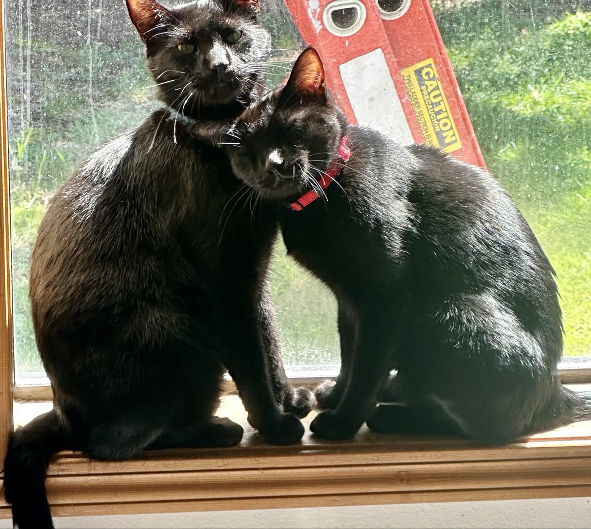 Boots and Binx: bonded bros tweet media