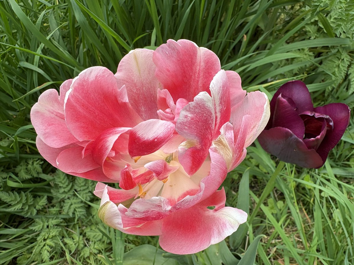 JaneSolomons's tweet photo. Tulip territory @NTDyrhamPark🌷Every colour imaginable. The parterre in bloom now too. Such an amazing display. https://t.co/0HuSrbW82P