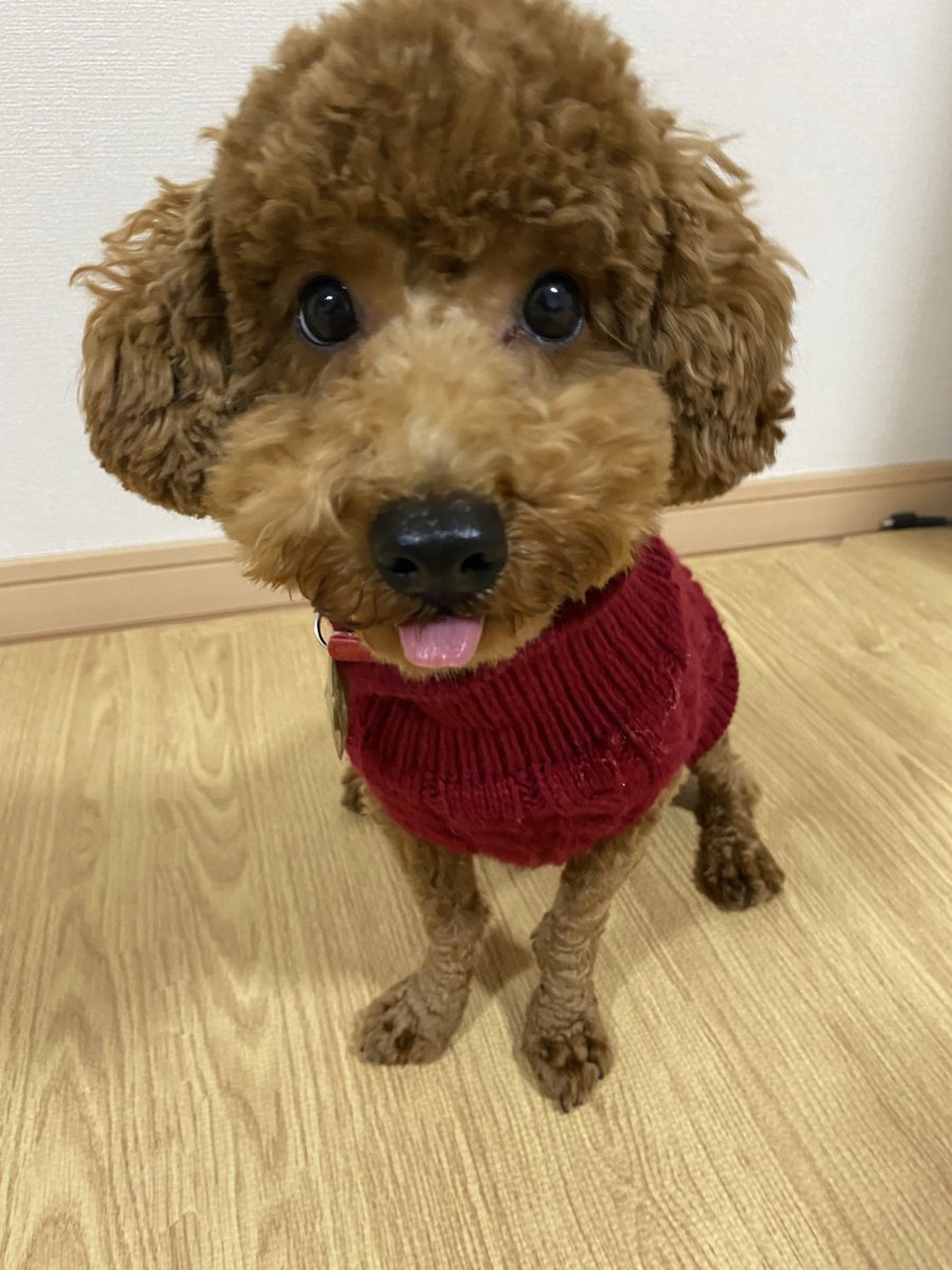 redmiso_kun's tweet photo. うちの可愛い可愛い茶毛玉くん https://t.co/NOygy34MYX