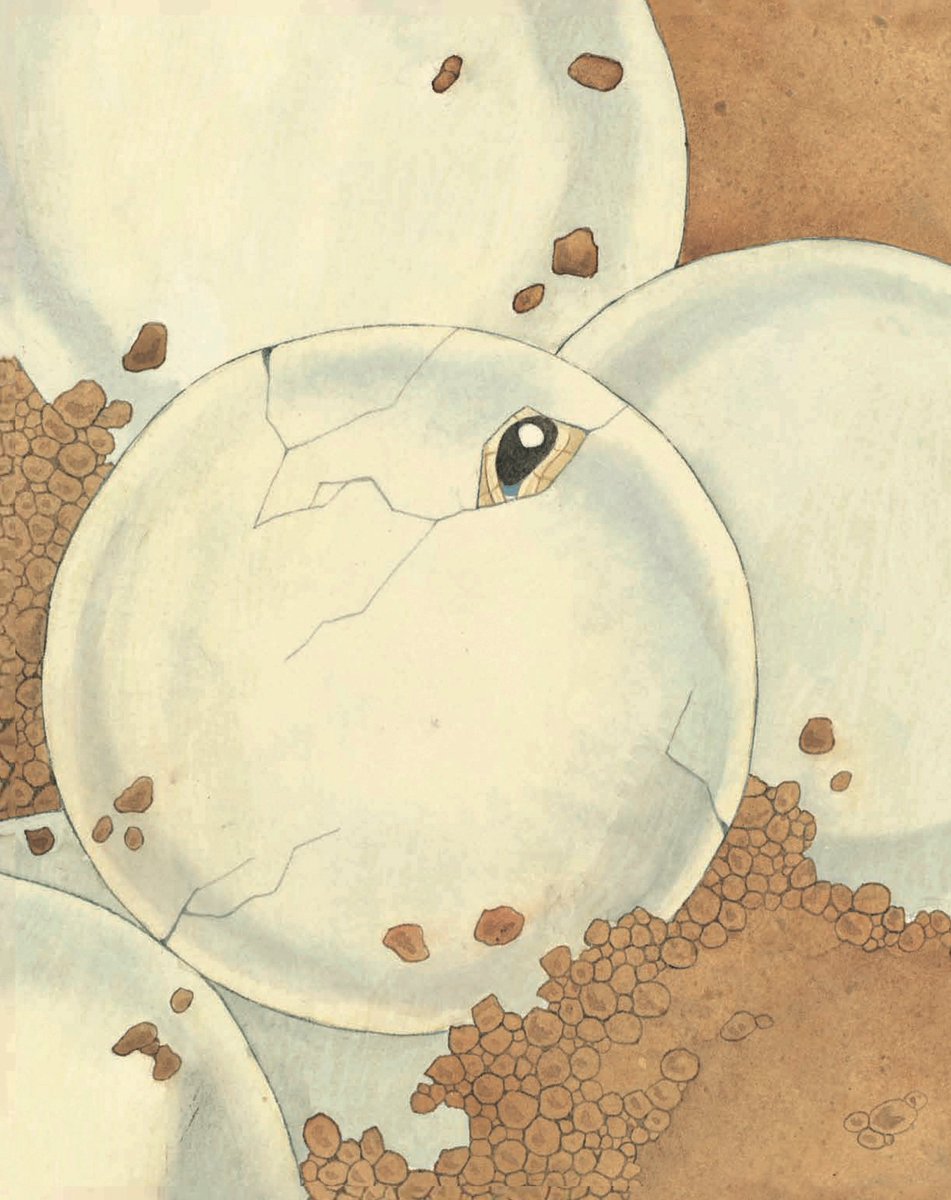 stephanietara's tweet image. 🤎TINY HATCHLING awakens!🤎
🌟Gorgeous watercolors~Kirkus
🌟Triumphant~USAToday
🌟Courageous~SFGate
🌟Onomatopoeia~PW
🌟Sweet~HuffP
🌟Captivates~NYT
🌟Bravo~WWF
🌟Tranquil~ALA
🌟Serenades~NGeo
📚Amazon.com/dp/0989433404
May Day #kidlit #kidlitart #picturebooks #ChildrensBooks