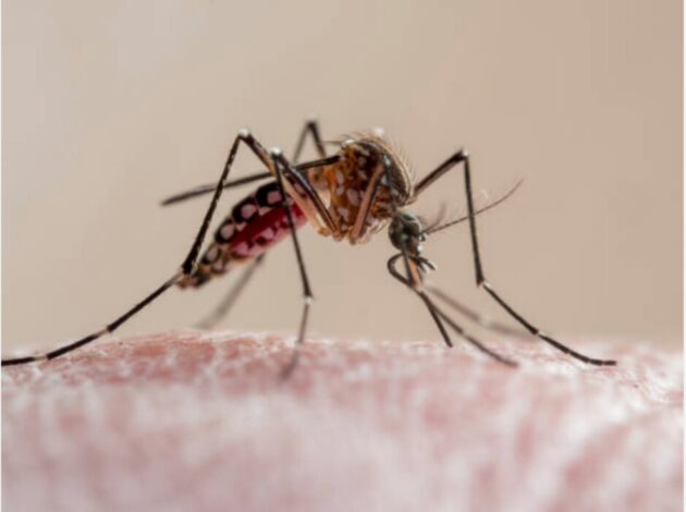 lilianmutheu116's tweet image. The World Health Organization has approved the first antimalarial for newborns weighing 2-5kg, boosting protection against malaria, offering new hope for protecting one of the most vulnerable age groups #GlobalHealth #Malaria #ChildHealth