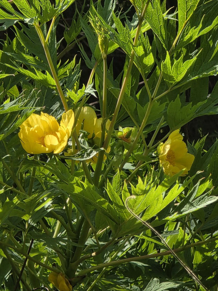 Rachael67947693's tweet image. My tree peonie is in flower, a sure sign of rain as every single year the delicate petals are battered off in some storm or another! 
#garden #nature #flower #plant