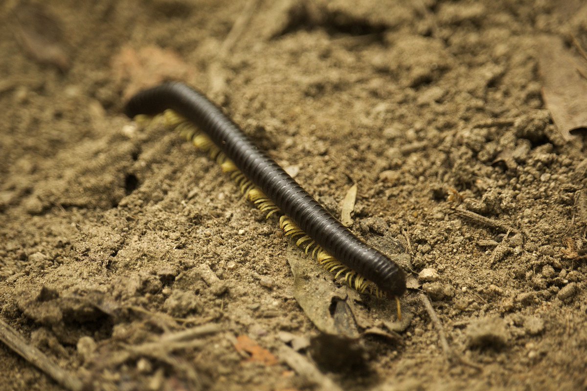 Canadian Society of Soil Science tweet media